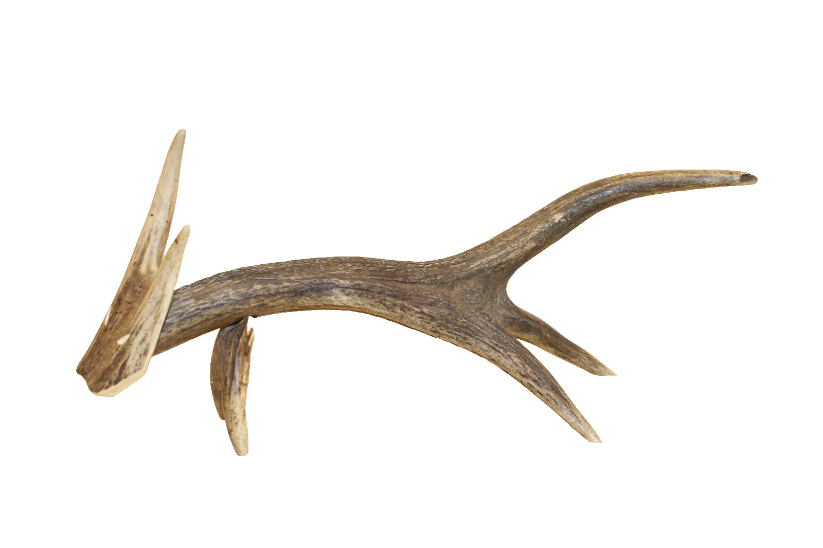 VINTAGE DEER ANTLER FIGURINE ART HANDMADE FOX, WOLF, COYOTE, ANIMAL, NATURAL ART