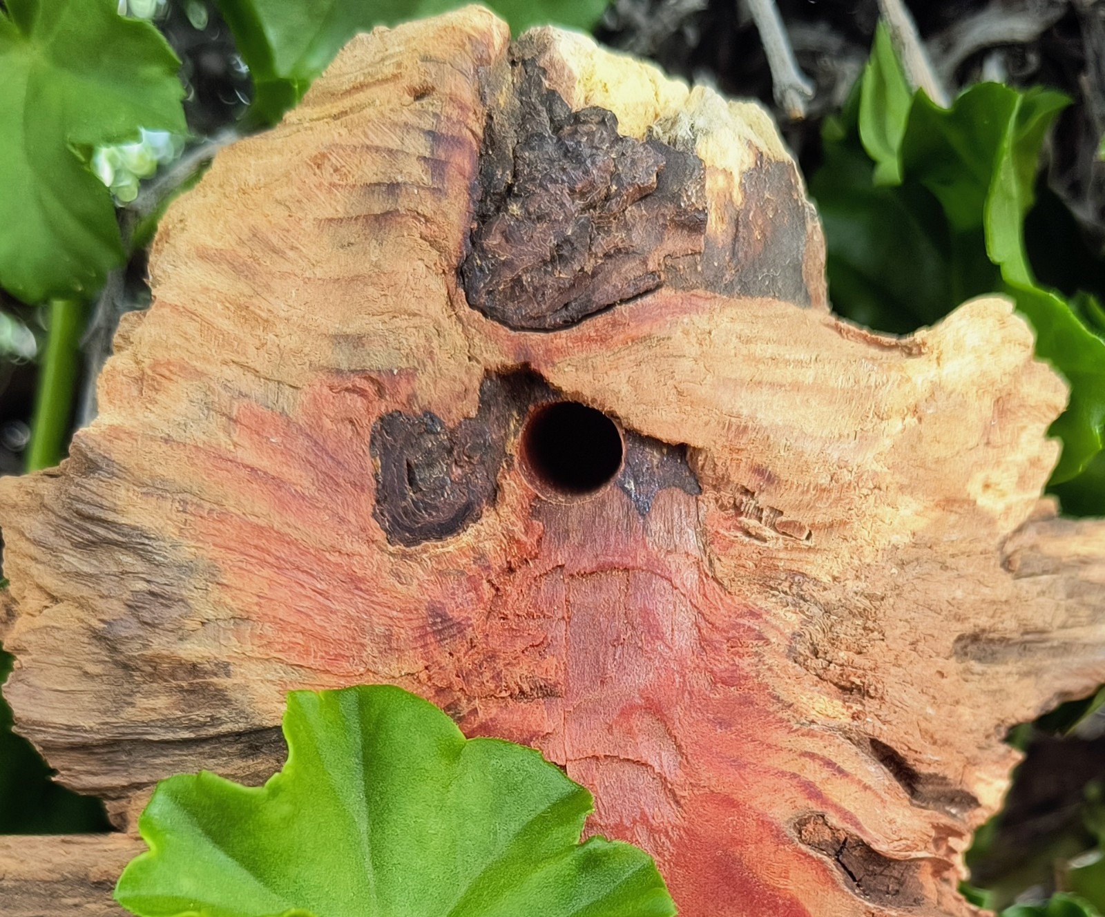 Wood Spirit Carving- pine knot sculpture- Tree People- Forest Wizard- Folk Art